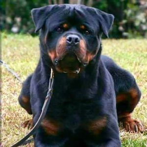 Meet your Posher, Todd